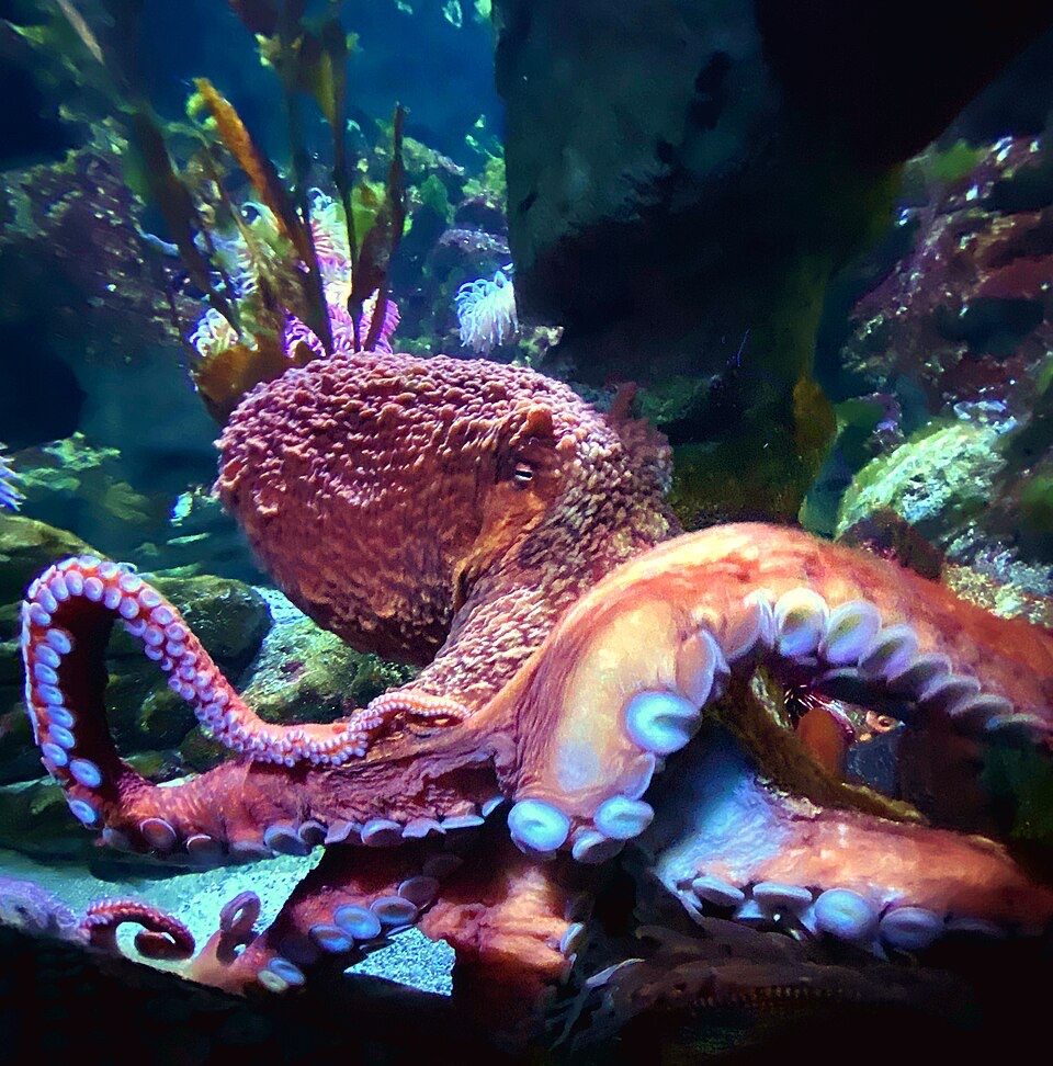 A large reddish-orange octopus resting on rocks in an aquarium, its arms curled to show rows of pale suckers